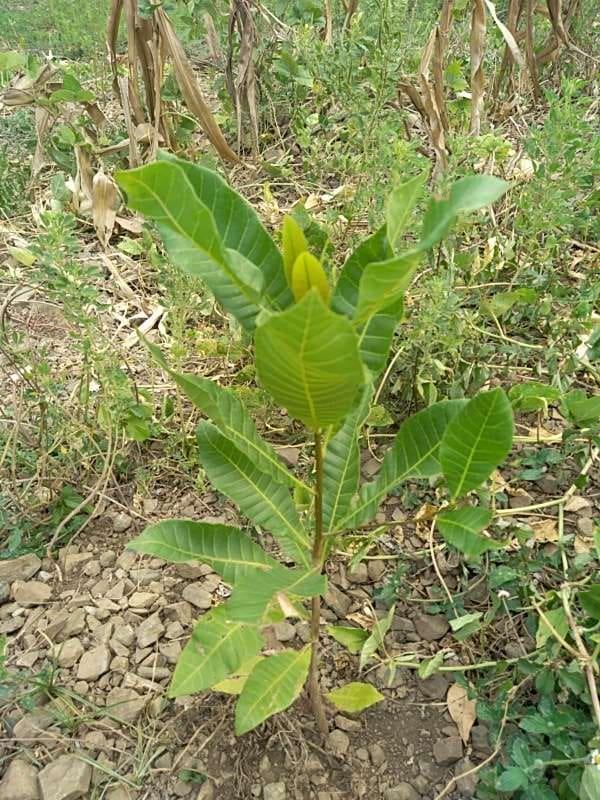 tree image