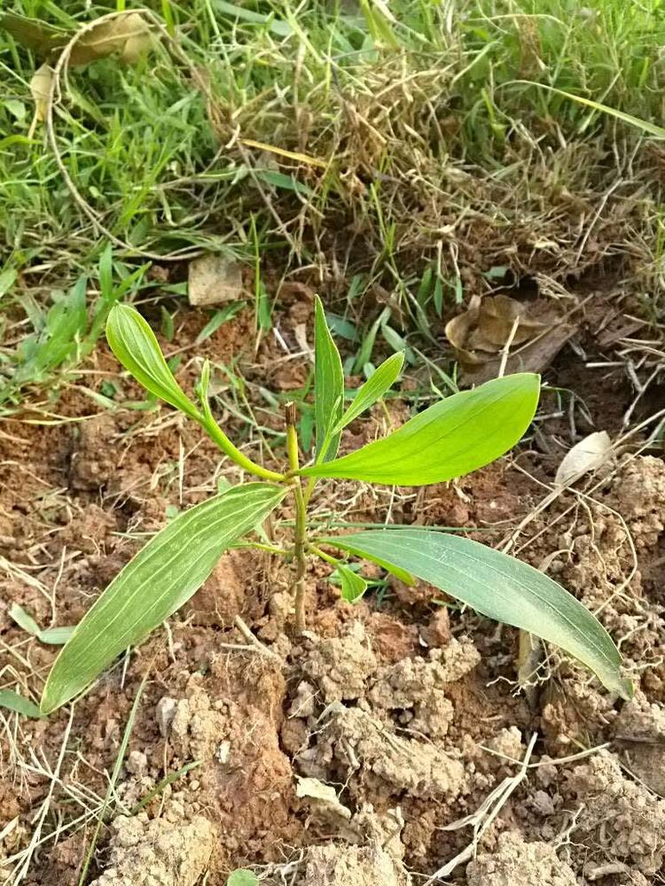 tree image