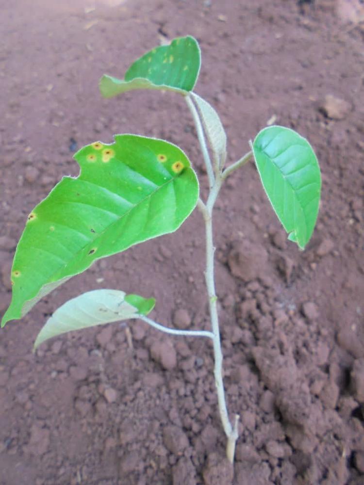 tree image