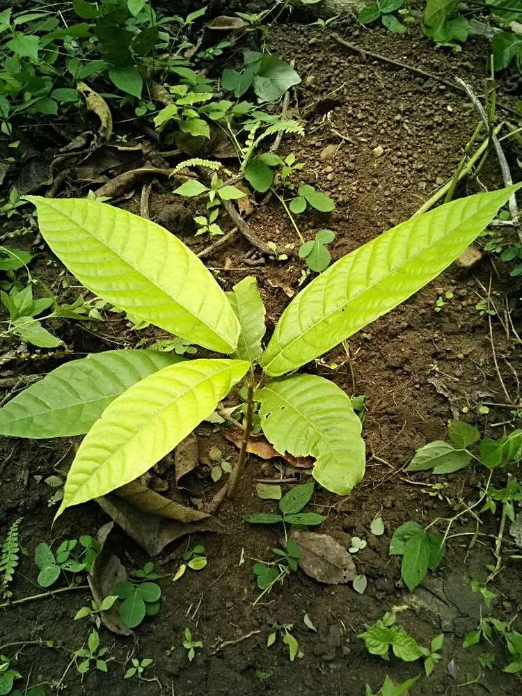 tree image