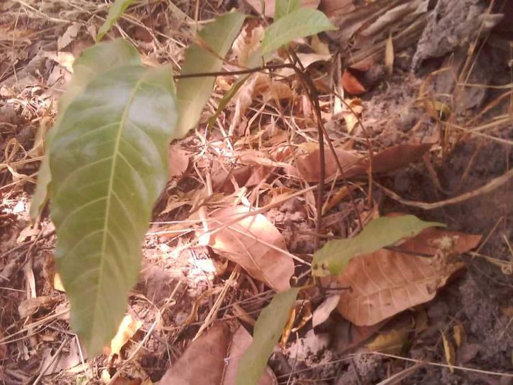 tree image