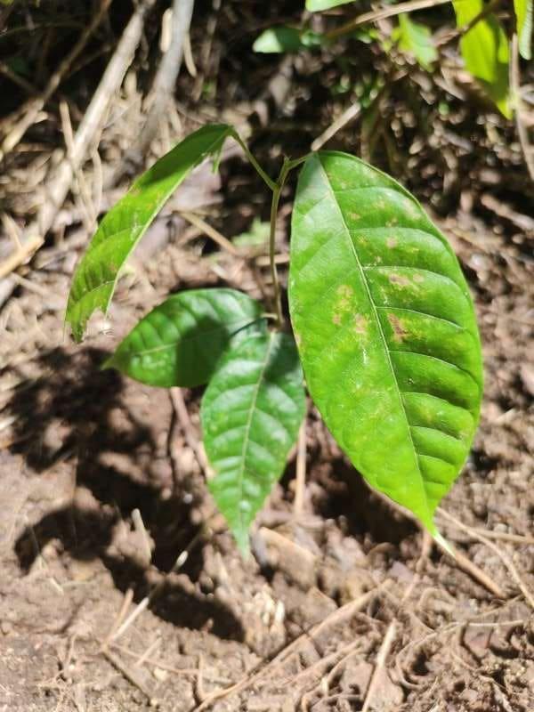 tree image