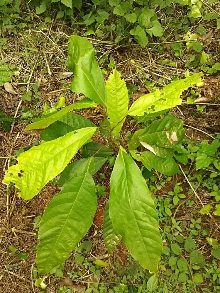 tree image