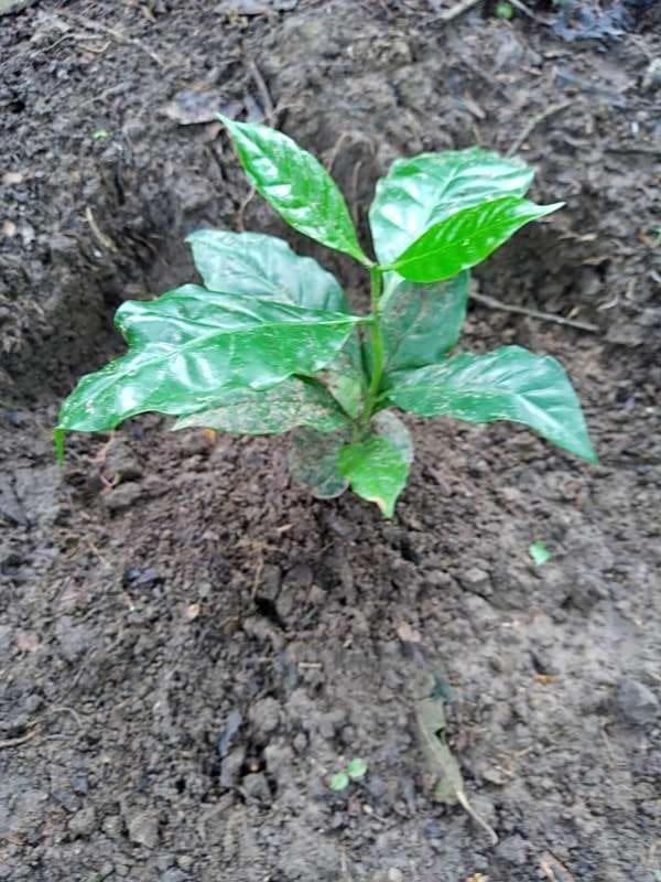 tree image
