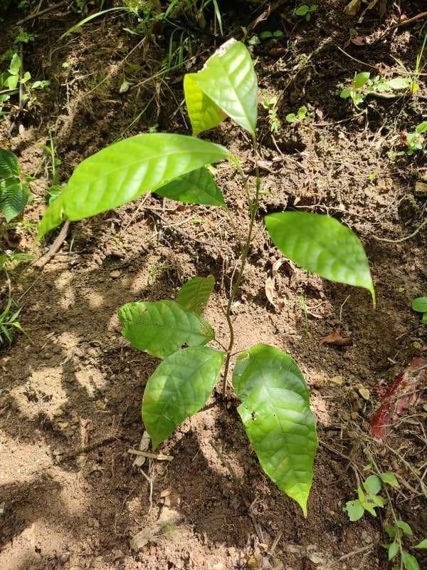 tree image