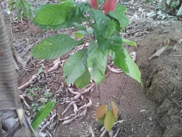 tree image