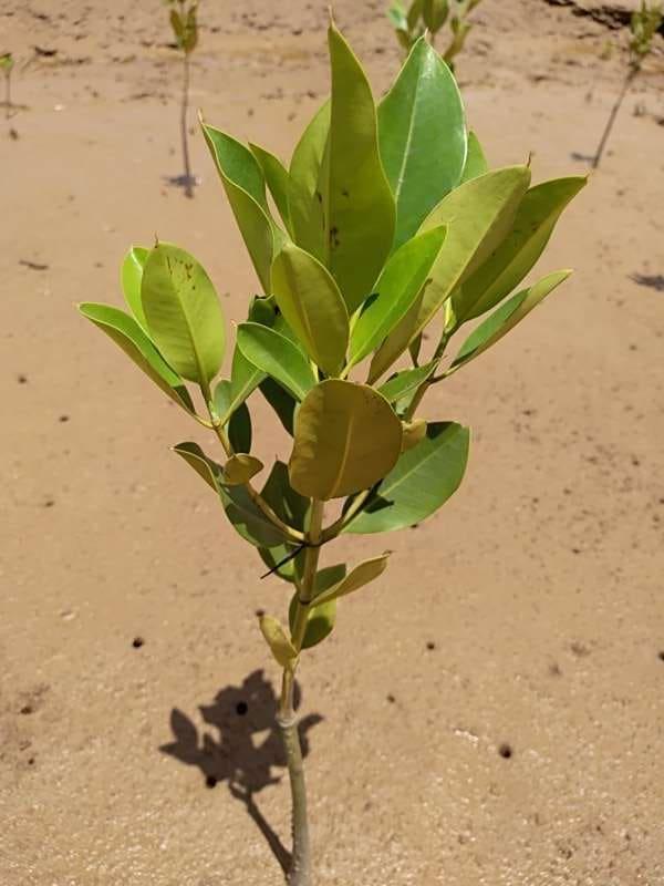 tree image