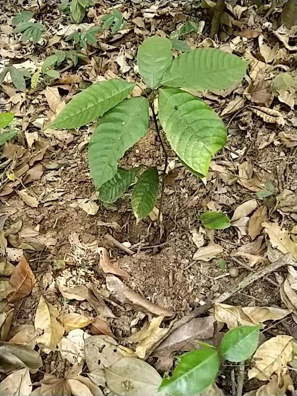 tree image