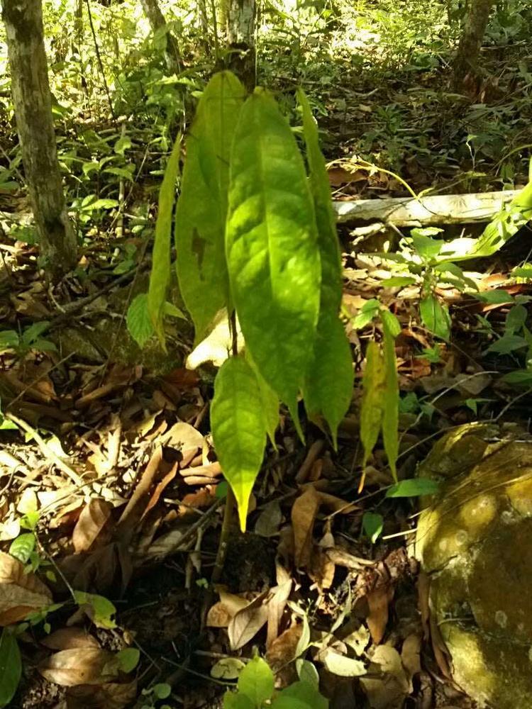 tree image