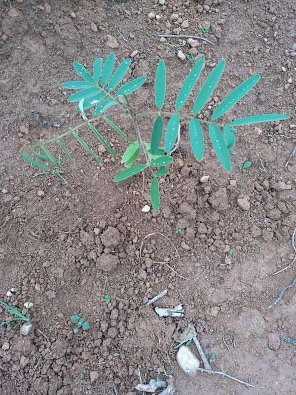tree image