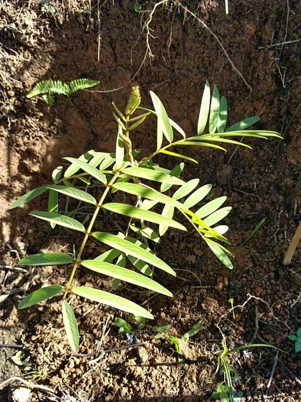 tree image