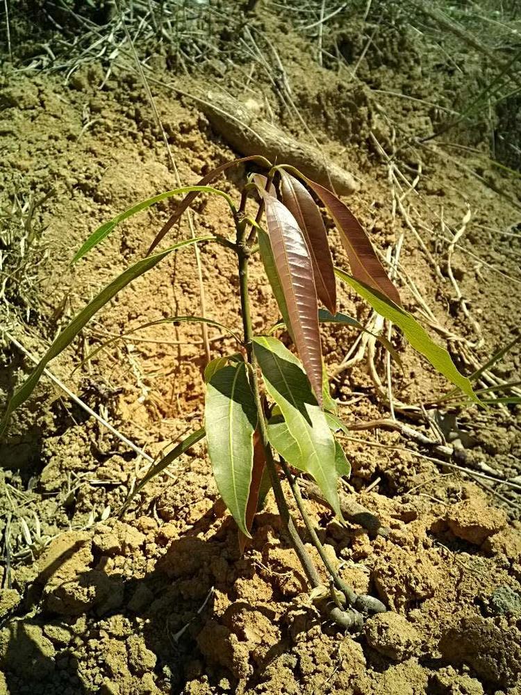 tree image