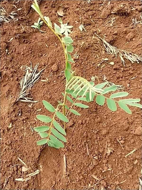 tree image