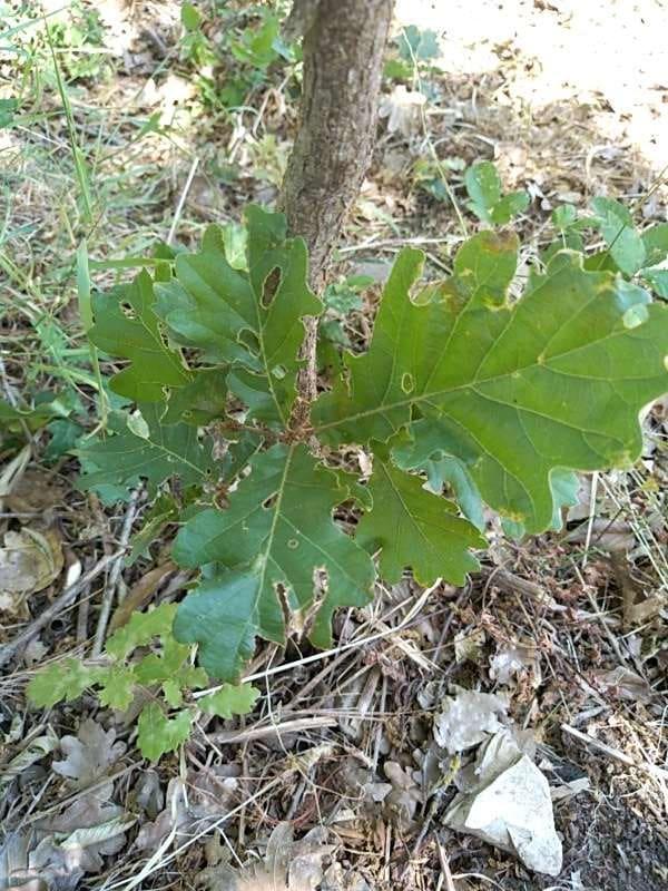 tree image