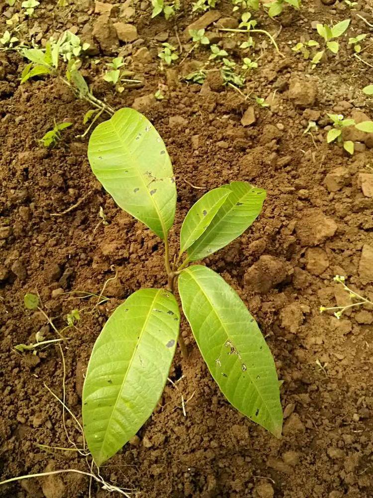 tree image