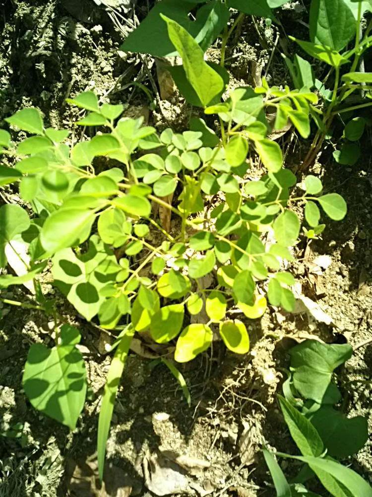 tree image