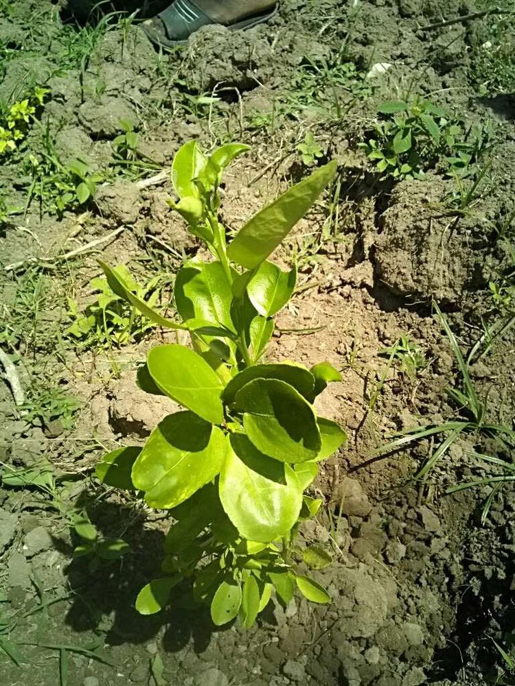 tree image