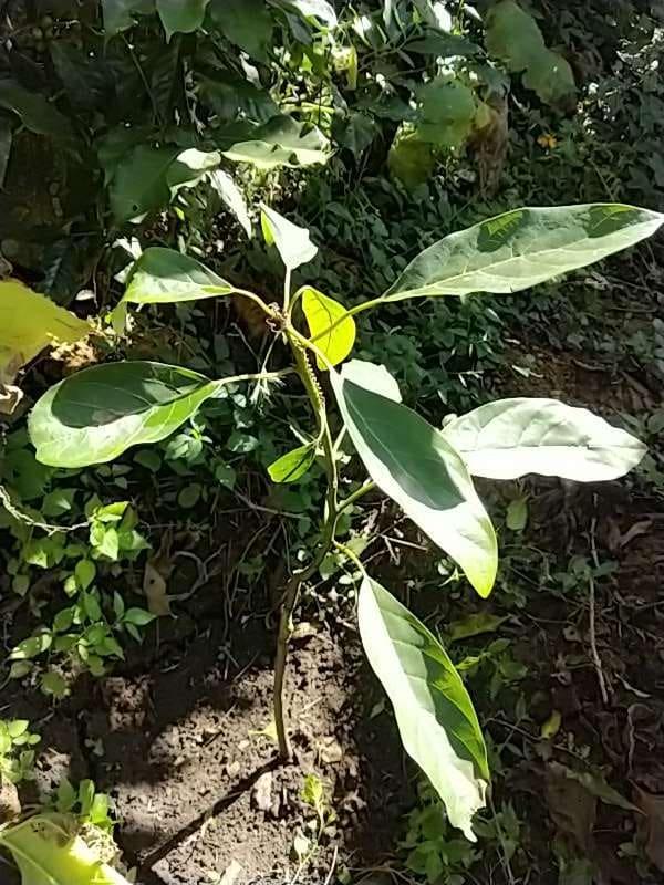 tree image