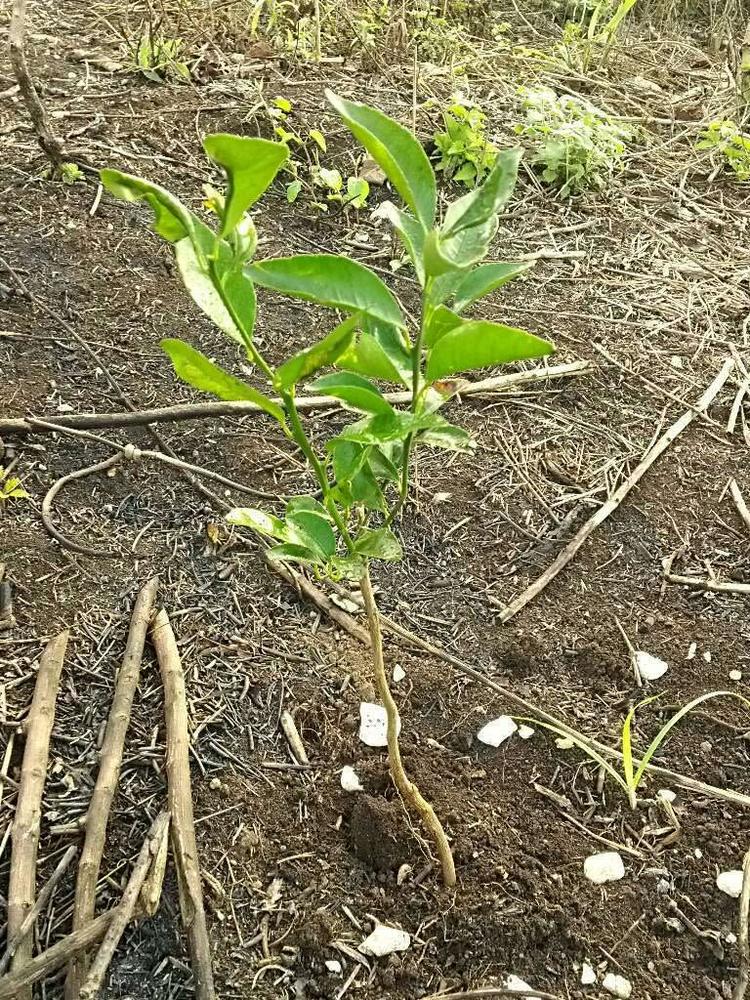 tree image