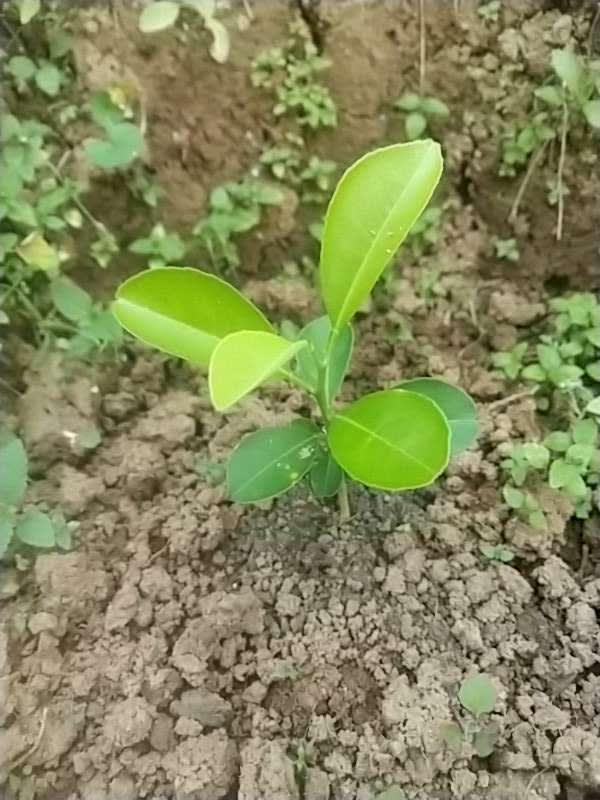 tree image