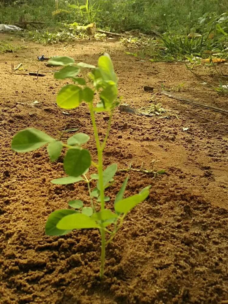 tree image