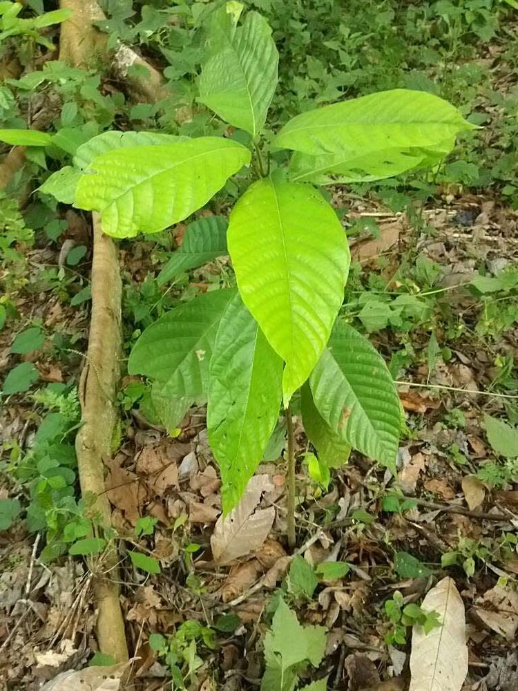 tree image