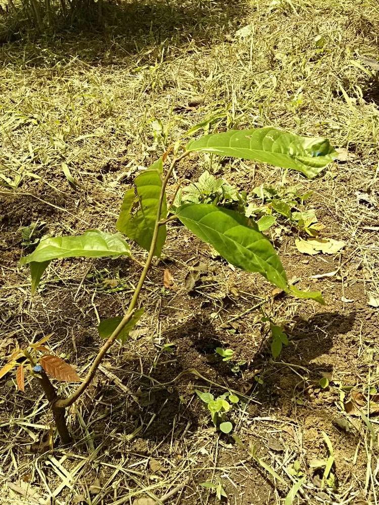 tree image