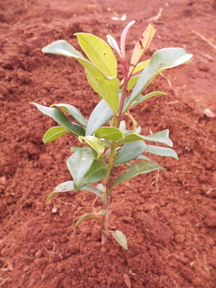 tree image