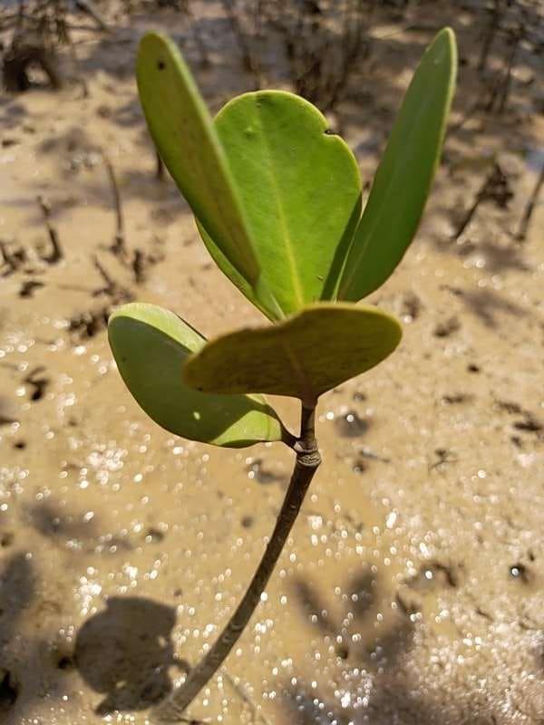 tree image