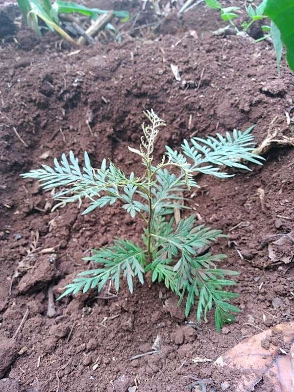 tree image