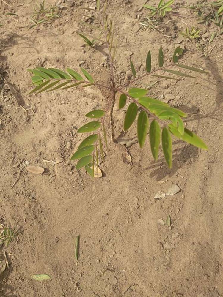 tree image