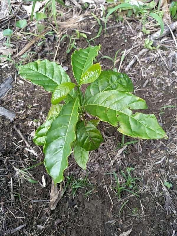 tree image