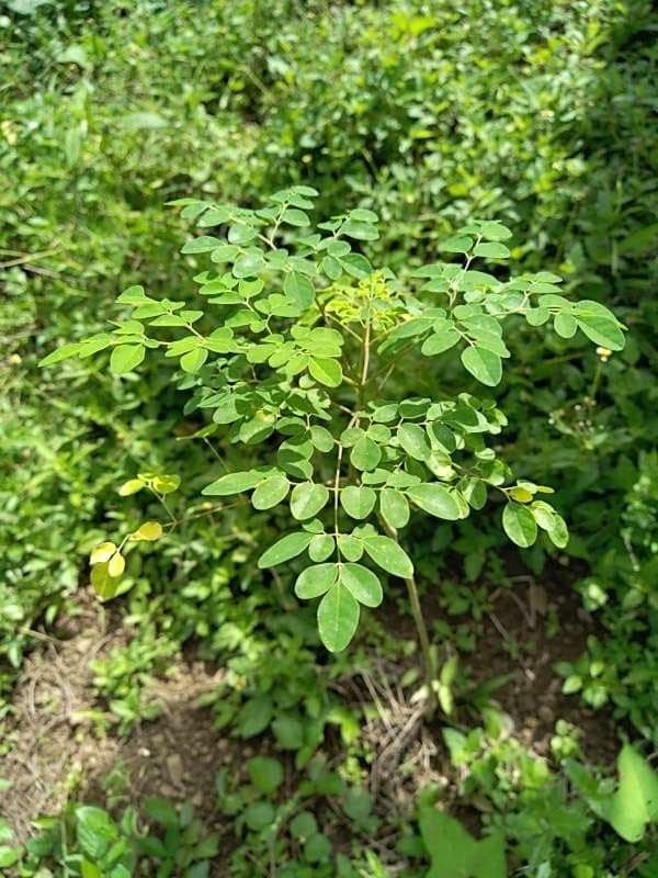 tree image
