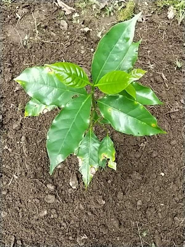 tree image