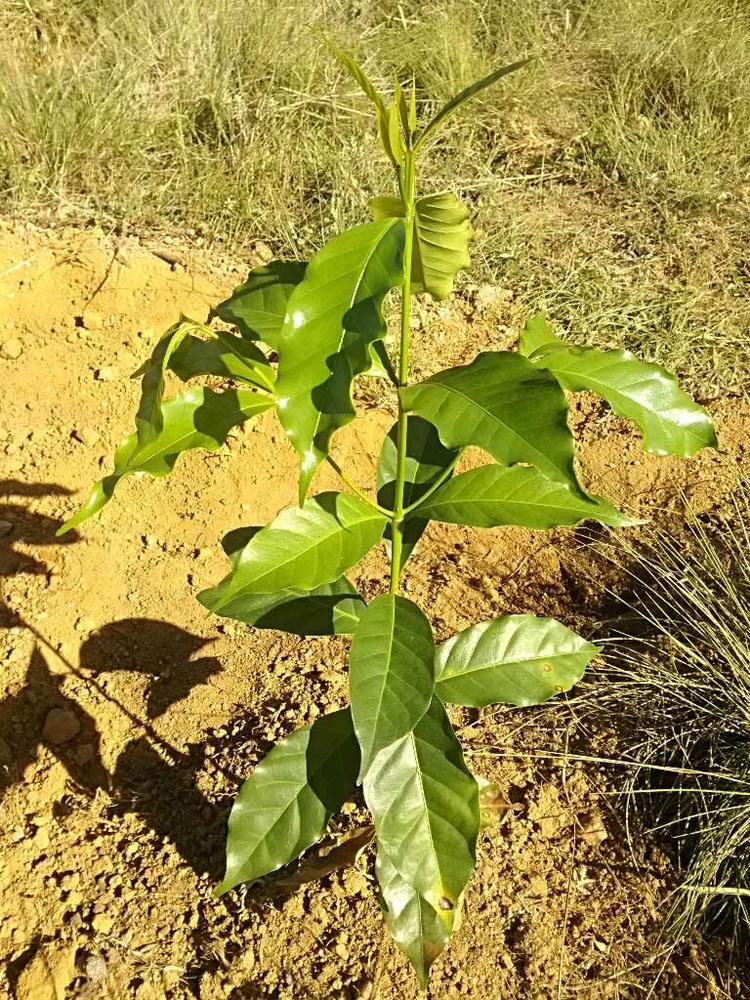 tree image