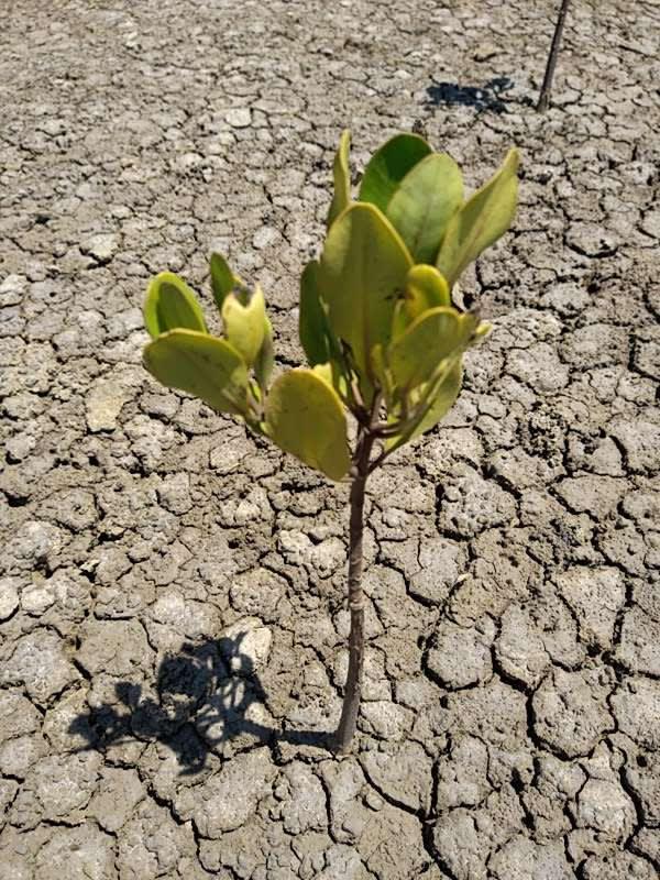tree image