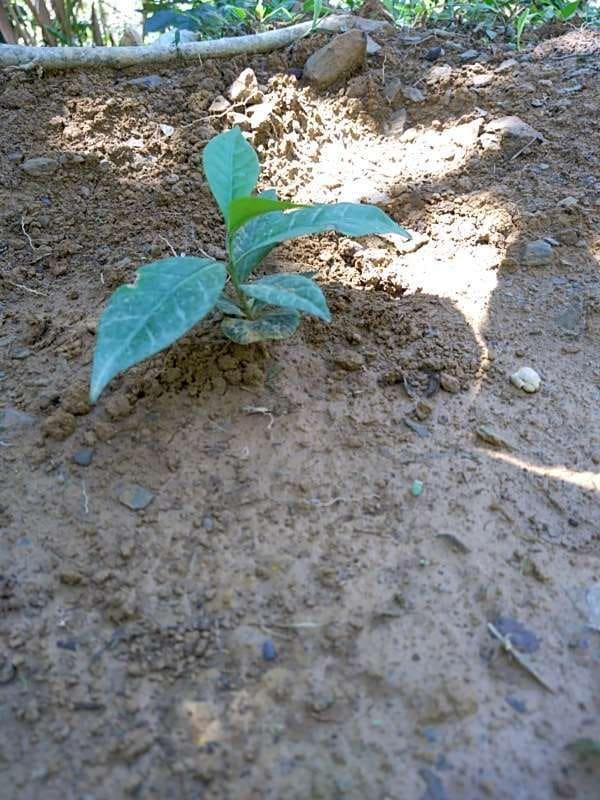 tree image