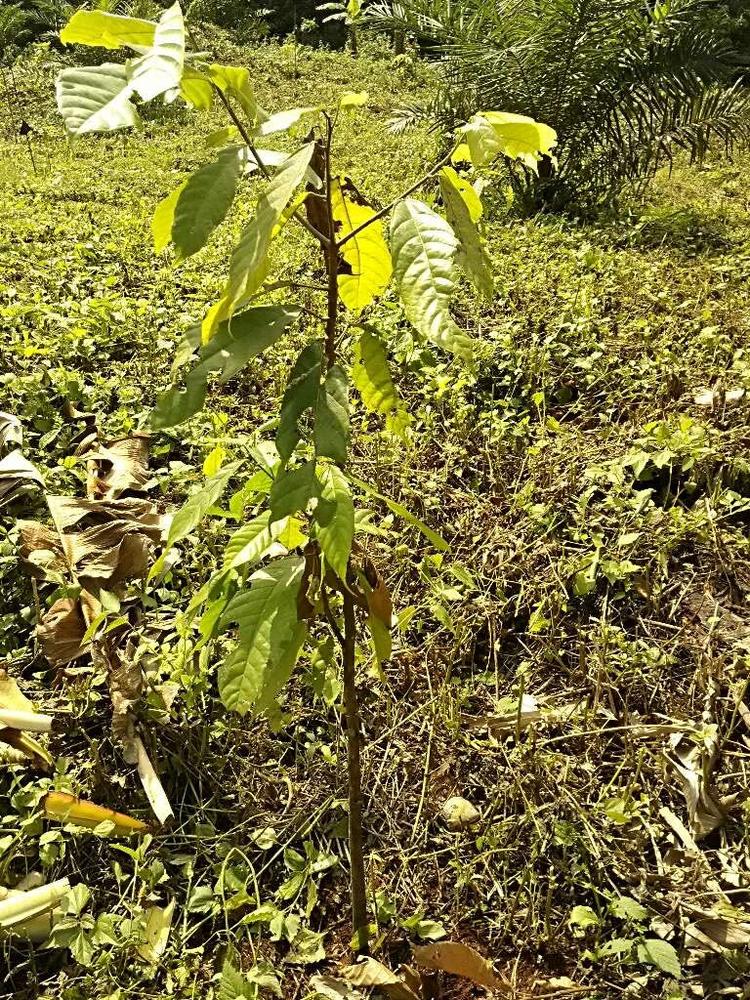 tree image