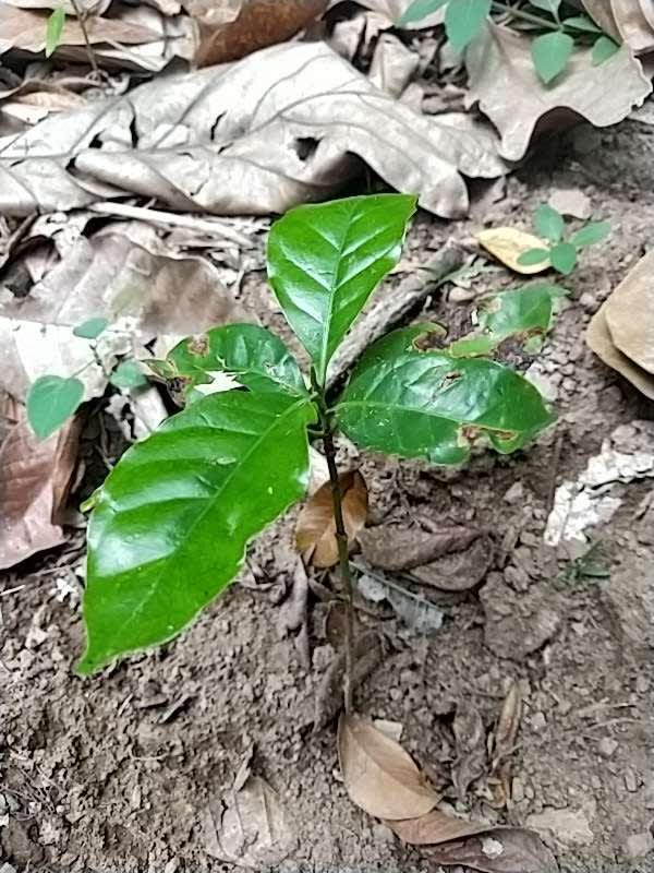 tree image
