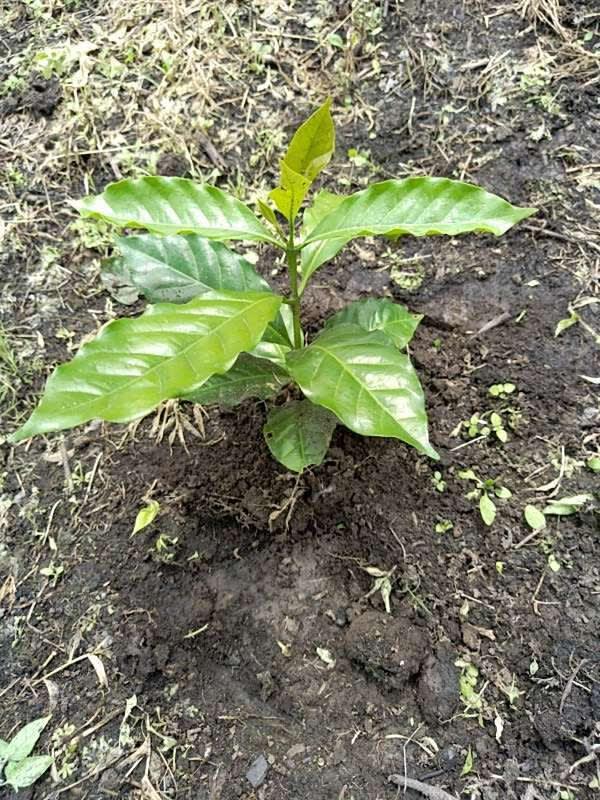 tree image