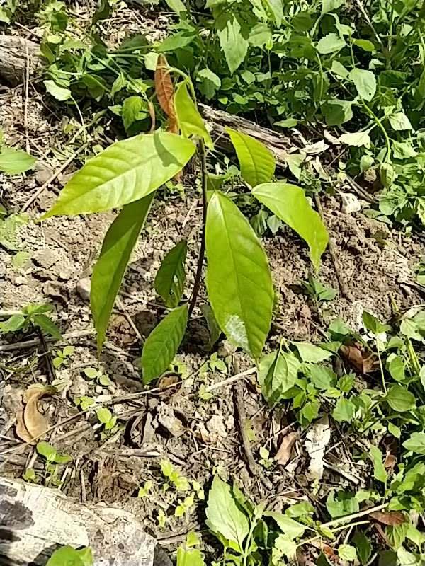 tree image