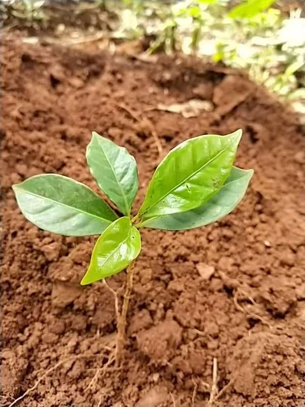 tree image
