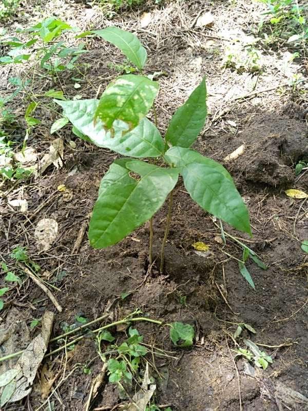 tree image