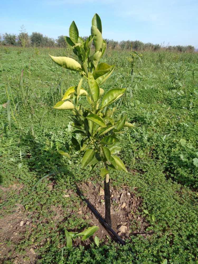 tree image