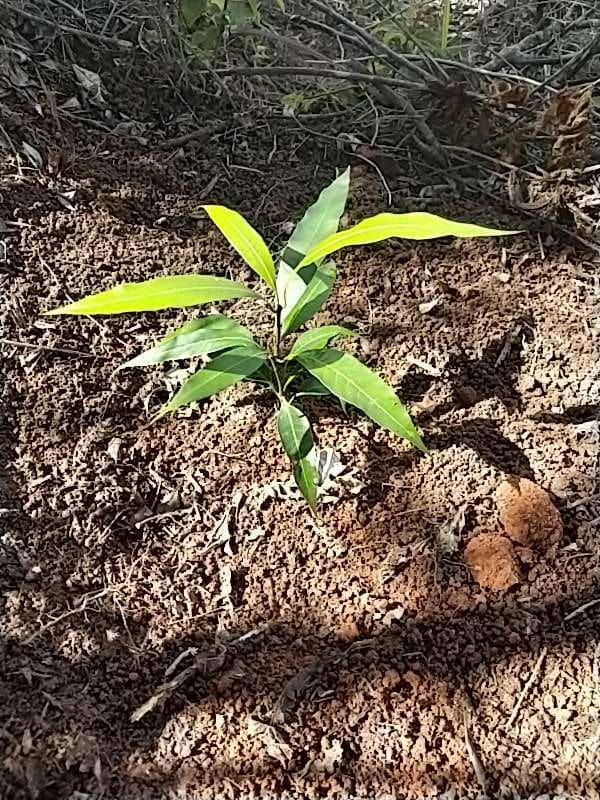 tree image