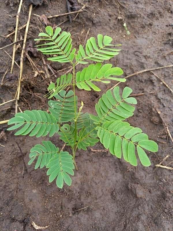 tree image