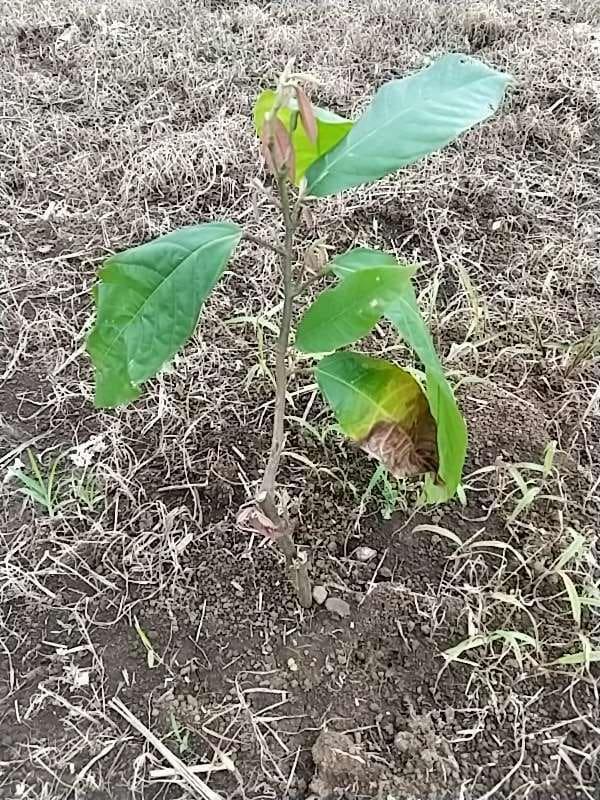 tree image