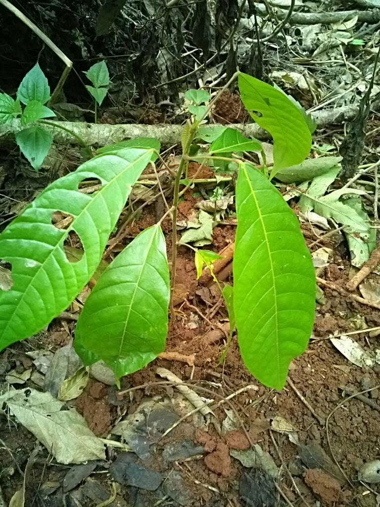 tree image
