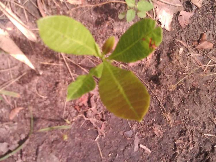 tree image
