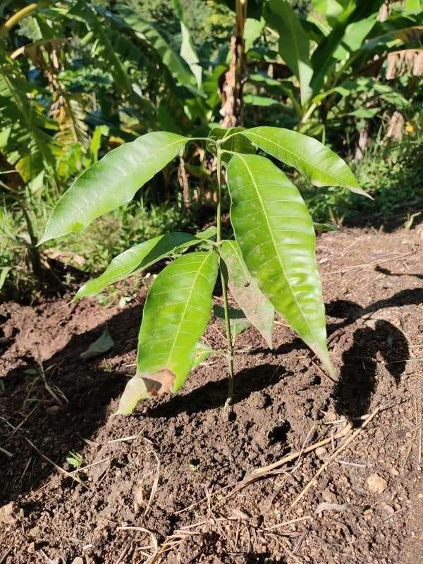 tree image